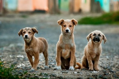 Köpekler Hakkında Doğru Bilinen 9 Yanlış | AİLE & EVCİL DOSTLARIMIZ