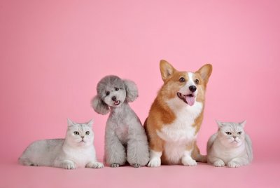 Kedi ve Köpeklerde Kilitli Çene Sendromu | AİLE & EVCİL DOSTLARIMIZ